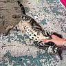 Liberty is registered to the contest to win money with this photo: animal, cat, cozy, cute, domestic, feline, floor, hand, indoor, kitten, paw, pet, playful, purple_nail_polish, relaxed, rug, striped, tabby, toes, young