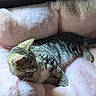 Liberty joined the competition — help win amazing prizes! animal, bed, cat, cozy, cute, domestic, feline, fur, indoor, paw, pet, pink, plush, relaxed, resting, sleepy, soft, striped, tabby_cat, whiskers