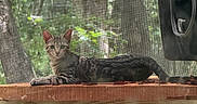 Liberty is registered to the contest to win money with this photo: animal, background, cat, daylight, ears, enclosure, eyes, feline, forest, greenery, looking, mesh_screen, nature, outdoor, pet, resting, tabby, tail, tree, wooden_plank
