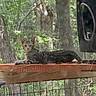 animal, background, cat, daylight, ears, enclosure, eyes, feline, forest, greenery, looking, mesh_screen, nature, outdoor, pet, resting, tabby, tail, tree, wooden_plank