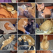 Whiskers is registered to the contest to win money with this photo: cat, orange_tabby, collage, indoor, sleeping, resting, furniture, carpet, bed, collar, pet, cute, relaxed, stretching, home, animal, whiskers, paw, floor, curled_up
