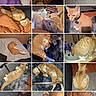 cat, orange_tabby, collage, indoor, sleeping, resting, furniture, carpet, bed, collar, pet, cute, relaxed, stretching, home, animal, whiskers, paw, floor, curled_up