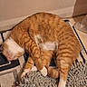 Whiskers joined the competition — help win amazing prizes! cat, ginger_cat, white_fur, sleeping, curled_up, indoor, rug, floor, cozy, pet, animal, relaxed, cute, feline, paw, tail, whiskers, resting, soft, domestic_cat