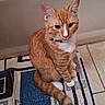 Whiskers joined the competition — help win amazing prizes! cat, orange_tabby, white_paws, white_chest, sitting, bathroom, rug, tile_floor, curious, pet, feline, indoor, collar, whiskers, ears, tail, fur, looking_up, domestic_animal, cute