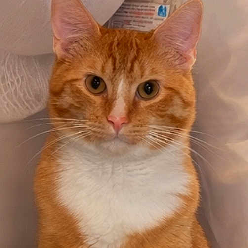 Whiskers