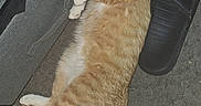 Whiskers joined the competition — help win amazing prizes! cat, orange_tabby, pet, animal, indoor, carpet, slipper, puma, relaxed, lying_down, feline, cute, domestic, fur, whiskers, ears, tail, paw, floor, household
