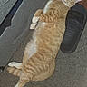 cat, orange_tabby, pet, animal, indoor, carpet, slipper, puma, relaxed, lying_down, feline, cute, domestic, fur, whiskers, ears, tail, paw, floor, household