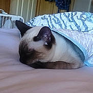 Smokey joined the competition — help win amazing prizes! cat, siamese_cat, sleeping, bed, blanket, quilt, indoor, furniture, fan, cozy, resting, pet, animal, domestic, peaceful, head, ears, fur, closeup, comfort