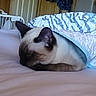cat, siamese_cat, sleeping, bed, blanket, quilt, indoor, furniture, fan, cozy, resting, pet, animal, domestic, peaceful, head, ears, fur, closeup, comfort