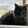 Charmita is registered to the contest to win money with this photo: cat, gray_cat, feline, pet, animal, windowsill, yellow_eyes, fur, portrait, closeup, indoor, looking, resting, blurred_background, soft_light, whiskers, ears, mammal, domestic_animal, curious