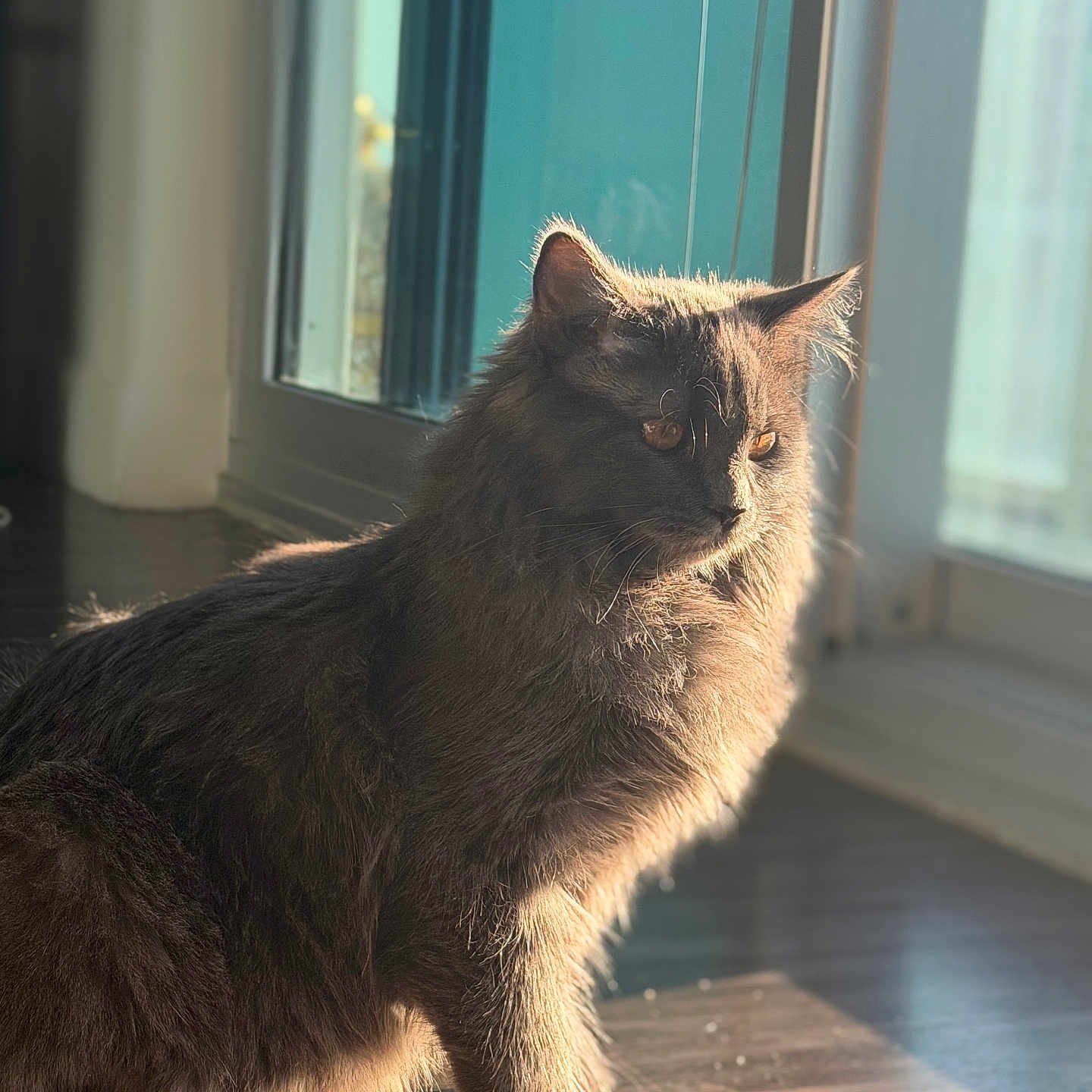 Charmita is registered to the contest to win money with this photo: cat, fluffy, sunlight, window, indoor, pet, feline, fur, animal, domestic, cozy, warm, floor, reflection, side_view, whiskers, ears, shadow, home, relaxation