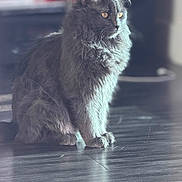 Charmita is registered to the contest to win money with this photo: cat, gray_cat, fluffy_fur, sitting, indoor, wooden_floor, golden_eyes, natural_light, pet, animal, feline, soft_light, portrait, domestic_cat, quiet, calm, whiskers, fur_texture, focused, cozy