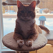 Diesel joined the competition — help win amazing prizes! backlit, cat, cat_tree, cozy, domestic_cat, ears, feline, home, indoor, orange_tabby, paws, perch, pet, portrait, silhouette, snow_outside, tabby_cat, whiskers, window, winter