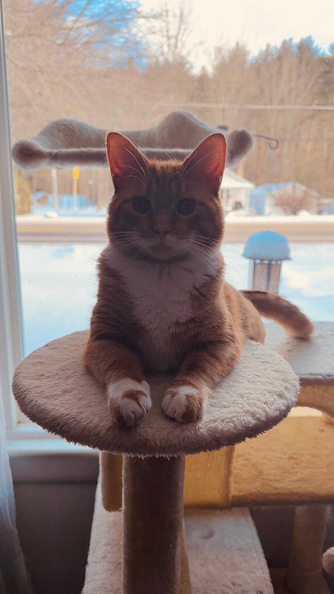 Diesel joined the competition — help win amazing prizes! backlit, cat, cat_tree, cozy, domestic_cat, ears, feline, home, indoor, orange_tabby, paws, perch, pet, portrait, silhouette, snow_outside, tabby_cat, whiskers, window, winter
