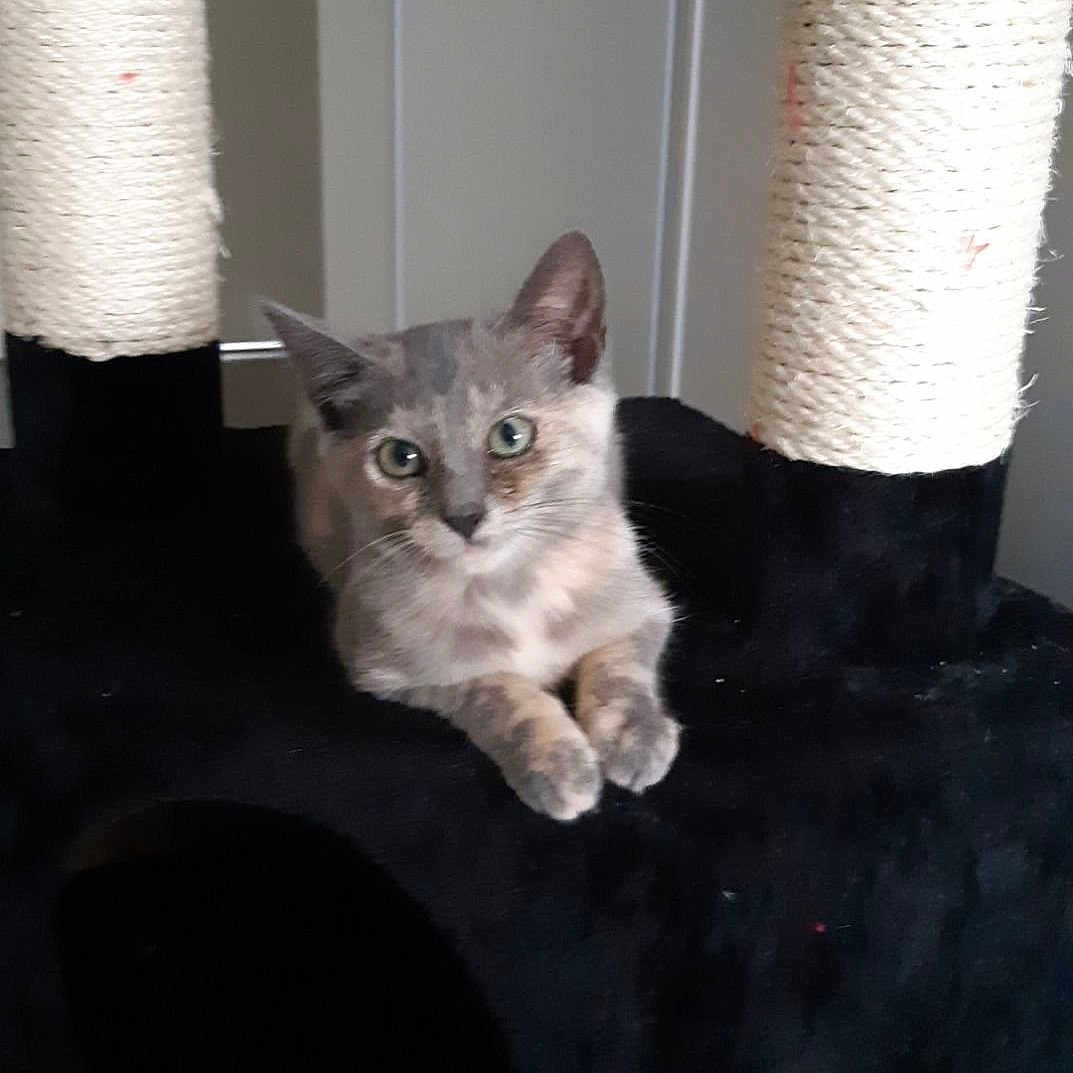 Kiwi