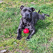 Tina participe au concours pour gagner de l'argent avec cette photo : dog, canine, black_dog, grass, outdoors, red_ball, toy, lying_down, pet, animal, portrait, front_view, park, lawn, playtime, ears, paws, fur, summer, nature