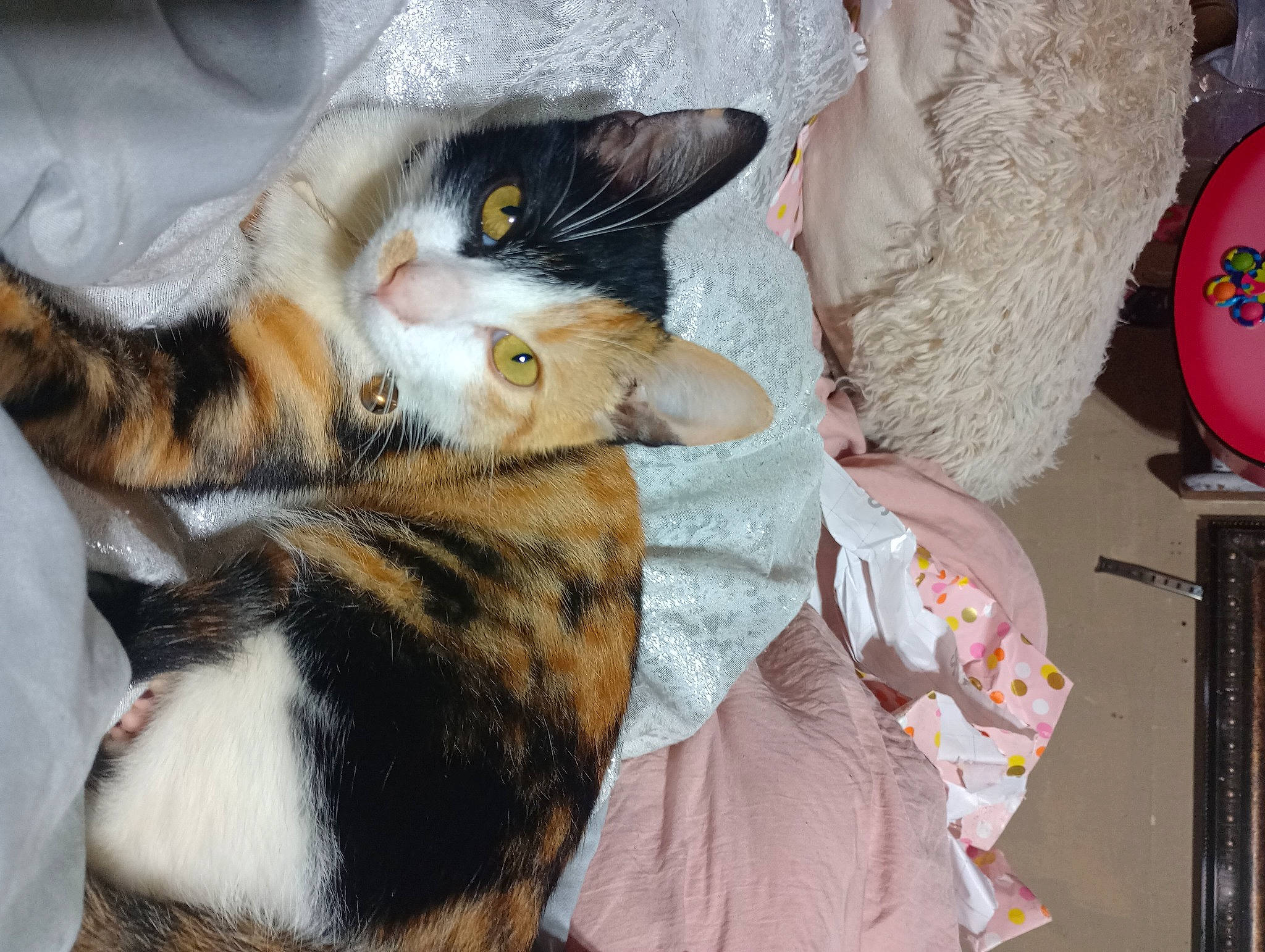 Lola is registered to the contest to win money with this photo: balloon, canidae, carnivore, cat, claw, comfort, companion_dog, domestic_short_haired_cat, event, fawn, felidae, fur, lap, nap, party_supply, paw, small_to_medium_sized_cats, tail, toy, whiskers