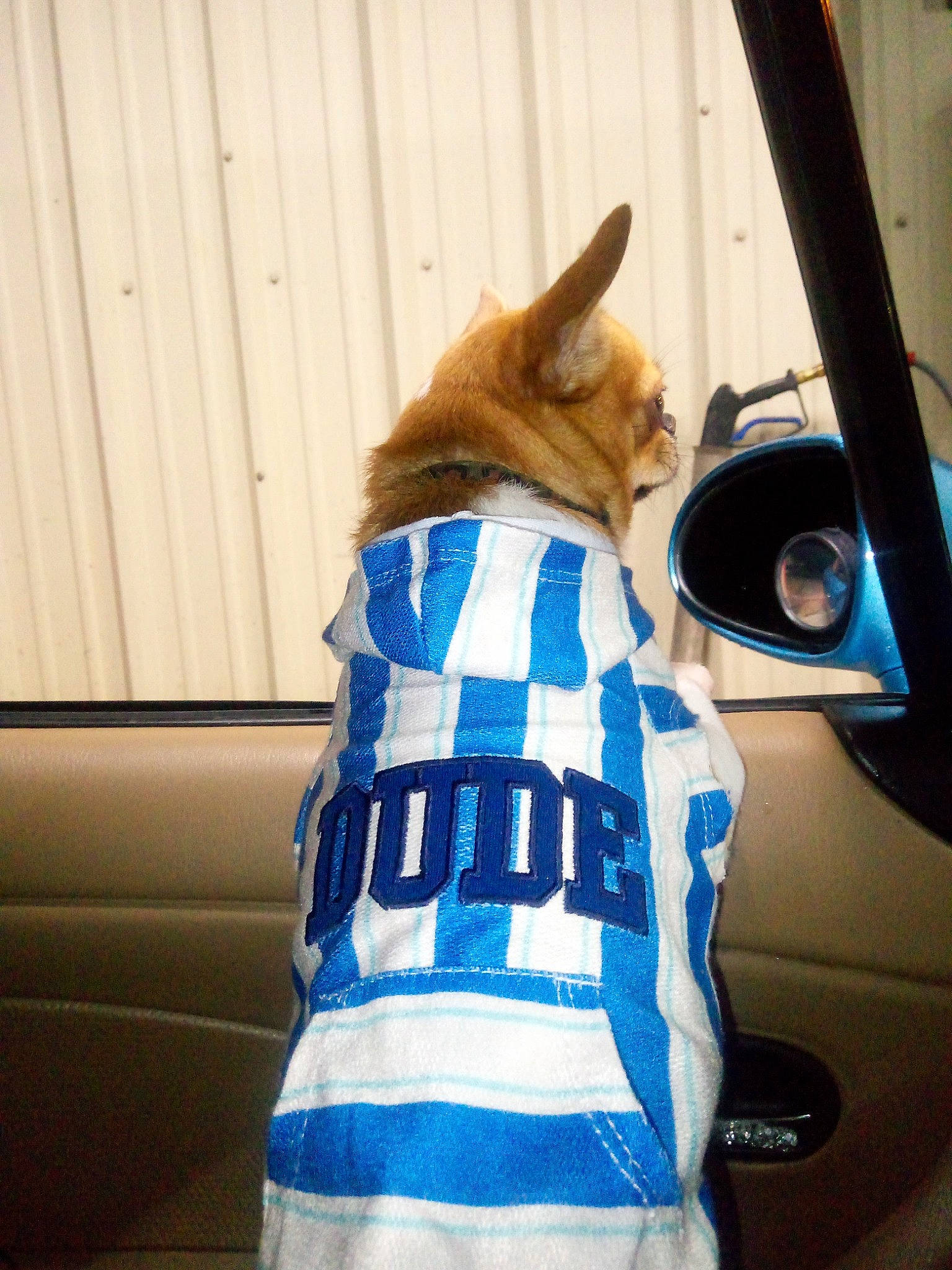 Magestic is registered to the contest to win money with this photo: automotive_exterior, automotive_lighting, bag, carnivore, companion_dog, dog_breed, electric_blue, fawn, felidae, hood, human_leg, jacket, motor_vehicle, personal_luxury_car, personal_protective_equipment, small_to_medium_sized_cats, tints_and_shades, vehicle_door, waist, windshield