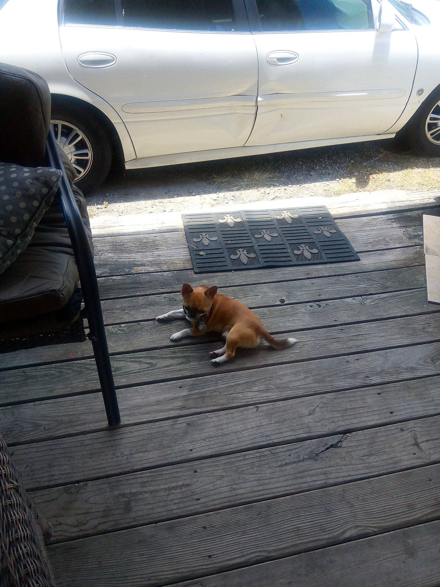 Magestic is registered to the contest to win money with this photo: automotive_exterior, automotive_lighting, automotive_tire, car, carnivore, dog, dog_breed, fawn, fender, floor, flooring, hood, land_vehicle, mammal, road_surface, tire, vehicle, vehicle_door, wheel, wood