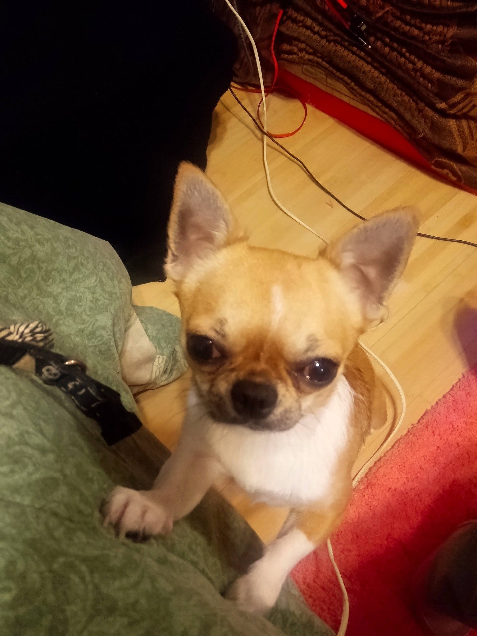 Magestic joined the competition — help win amazing prizes! canidae, carnivore, chihuahua, comfort, companion_dog, corgi_chihuahua, dog, dog_breed, dog_supply, ear, fawn, fur, non_sporting_group, puppy, small_terrier, snout, sporting_group, toy_dog, whiskers, working_animal