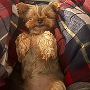 Kiki joined the competition — help win amazing prizes! animal, blanket, brown_fur, companion, cozy, cute, dog, fluffy, fur, indoor, lying_down, paws, pet, plaid, relaxed, resting, sleepy, small_dog, snuggle, warm