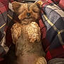 animal, blanket, brown_fur, companion, cozy, cute, dog, fluffy, fur, indoor, lying_down, paws, pet, plaid, relaxed, resting, sleepy, small_dog, snuggle, warm