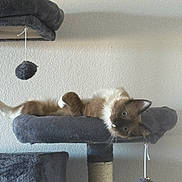 Wrigley joined the competition — help win amazing prizes! animal, cat, cat_tree, curious, cute, ears, feline, fur, furry, hanging_toy, home, indoor, looking, pet, playful, relaxed, resting, siamese_cat, toy, whiskers