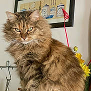 Madeleine a rejoint le concours — aidez-le/la à gagner de superbes lots ! brown_fur, cat, close_up, daffodils, fluffy_cat, framed_picture, furniture, green_eyes, hook, indoor, long_hair, painting, paws, pet, portrait, shell_decoration, staring, tabby, whiskers, yellow_flowers