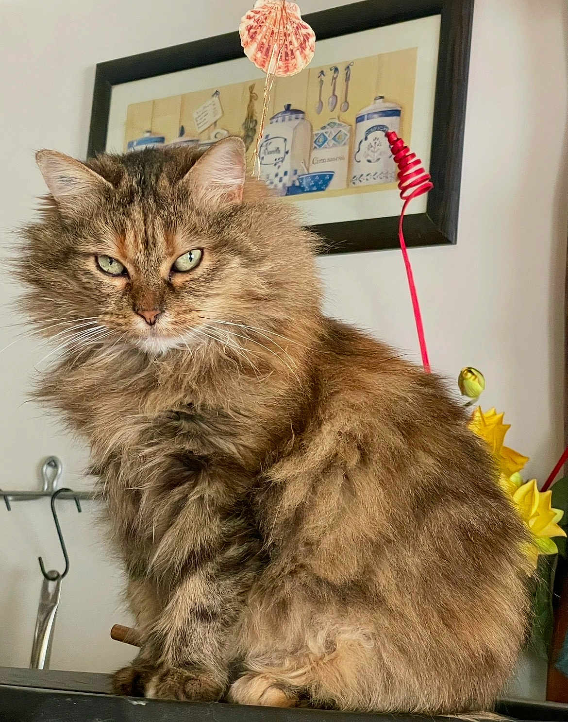 Madeleine a rejoint le concours — aidez-le/la à gagner de superbes lots ! brown_fur, cat, close_up, daffodils, fluffy_cat, framed_picture, furniture, green_eyes, hook, indoor, long_hair, painting, paws, pet, portrait, shell_decoration, staring, tabby, whiskers, yellow_flowers