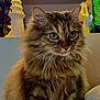 Madeleine a rejoint le concours — aidez-le/la à gagner de superbes lots ! cat, closeup, colorful_background, cozy, ears, feline, fluffy, fur, gaze, green_eyes, household_item, indoor, lamp, lighthouse_decor, long_hair, pet, portrait, shelf, table, whiskers