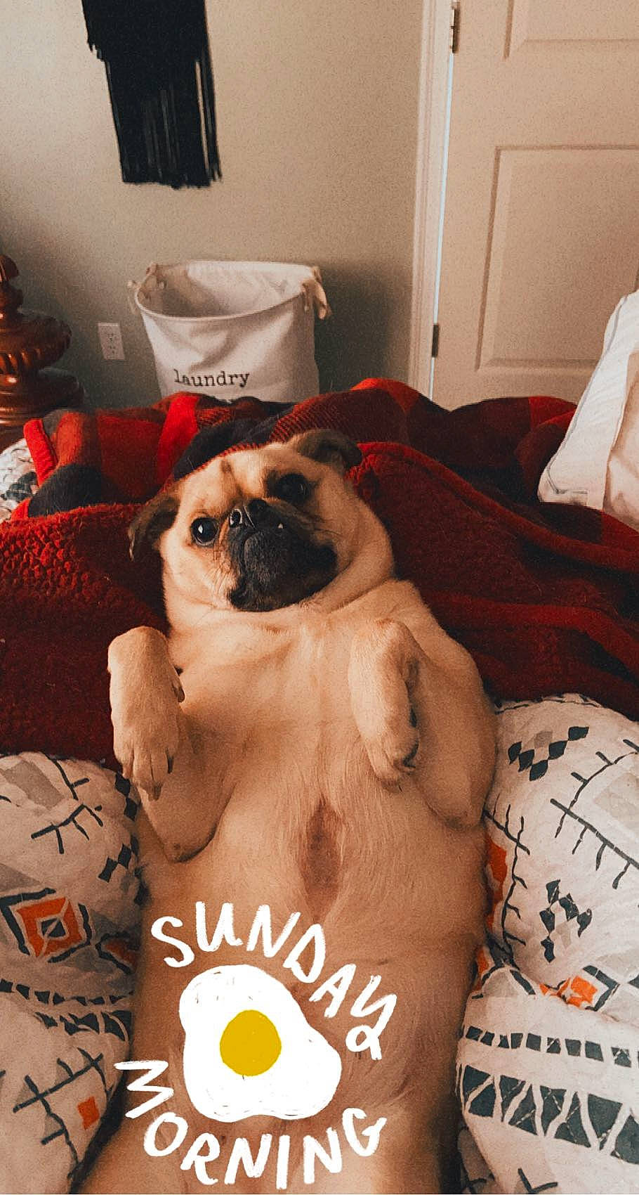 Eggsy is registered to the contest to win money with this photo: bedding, canidae, carnivore, comfort, companion_dog, couch, dog, dog_breed, dog_supply, fawn, fur, linens, pug, room, snout, sporting_group, toy_dog, whiskers, working_animal, wrinkle