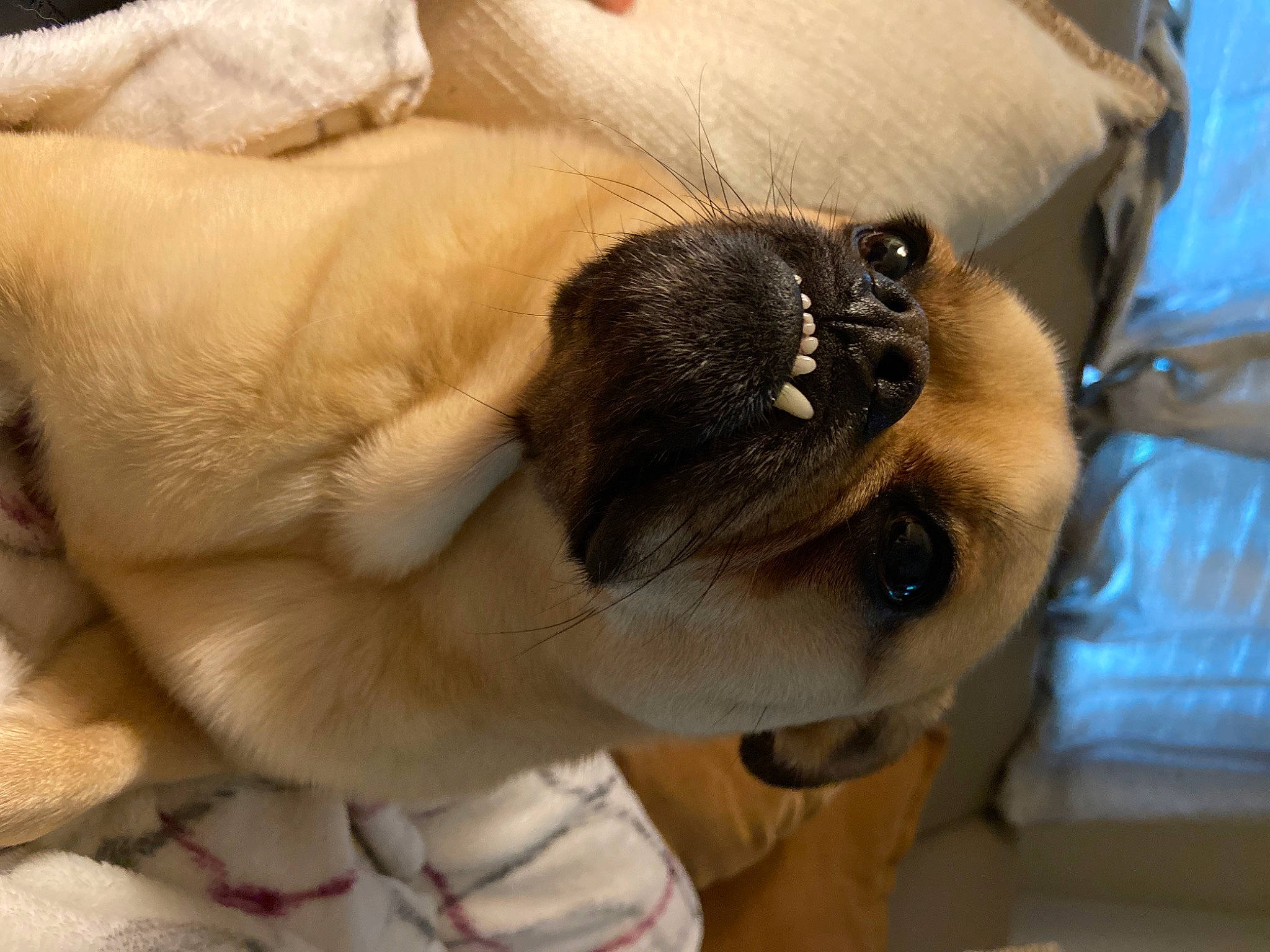 Eggsy joined the competition — help win amazing prizes! canidae, carnivore, collar, comfort, companion_dog, dog, dog_breed, dog_collar, ear, fawn, fur, head, paw, pug, snout, sporting_group, toy_dog, whiskers, working_animal, wrinkle