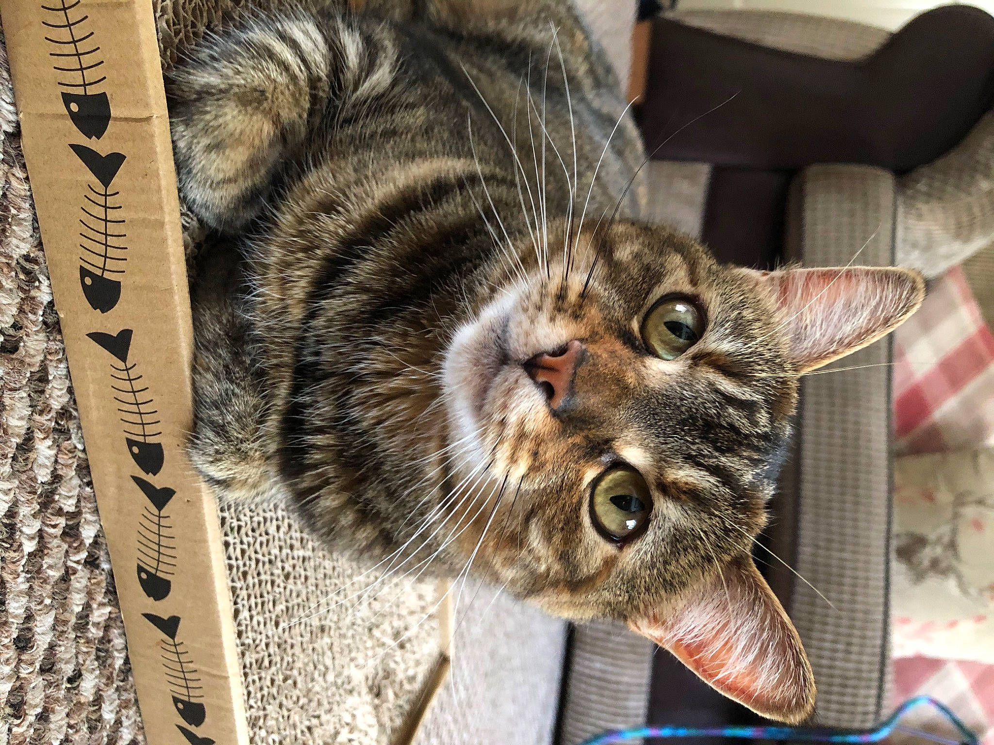 Meadow joined the competition — help win amazing prizes! american_shorthair, asian, california_spangled, carnivore, cat, domestic_short_haired_cat, dragon_li, ear, european_shorthair, felidae, fur, kitten, mammal, ocicat, pixie_bob, small_to_medium_sized_cats, snout, tabby_cat, whiskers