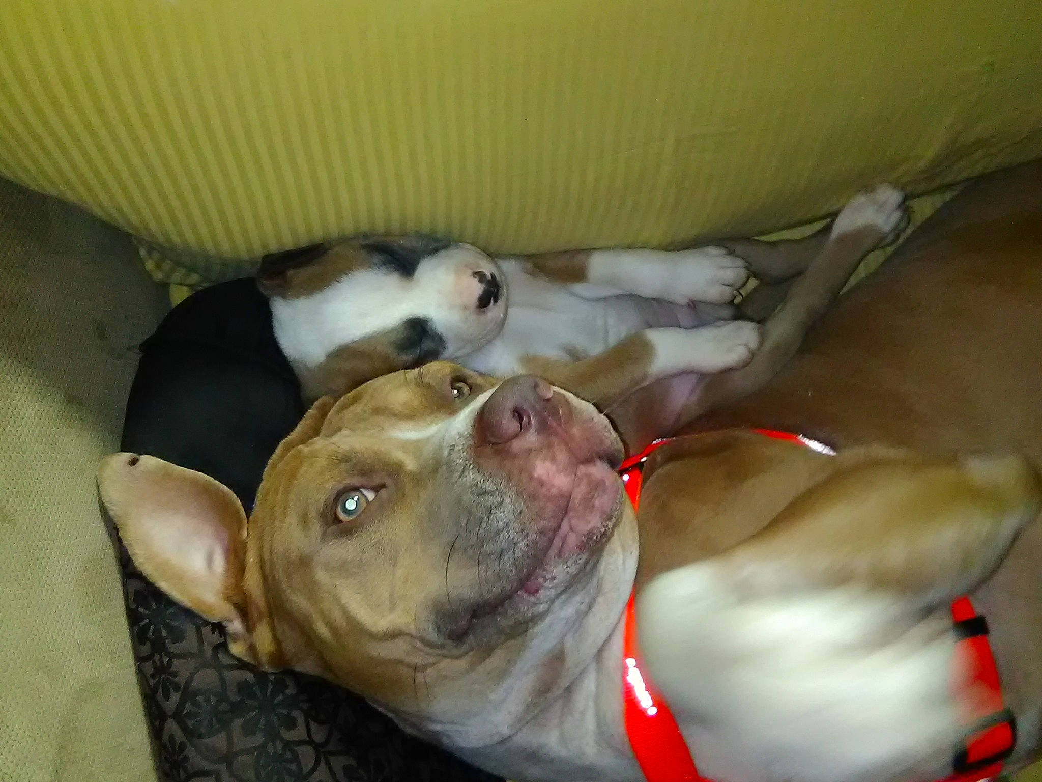 Godric is registered to the contest to win money with this photo: canidae, carnivore, comfort, companion_dog, dog, dog_breed, ear, fawn, jaw, liver, non_sporting_group, pet_supply, snout, sporting_group, tail, terrestrial_animal, whiskers, working_animal