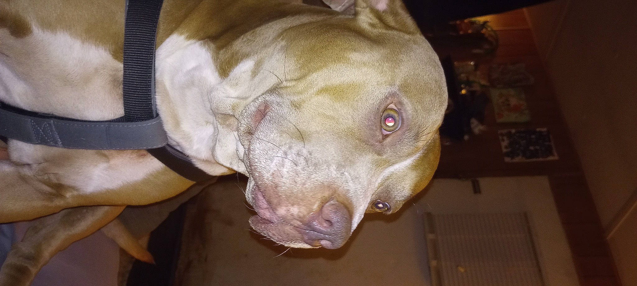 Godric joined the competition — help win amazing prizes! canidae, carnivore, dog, dog_breed, fawn, liver, non_sporting_group, snout, sporting_group, terrestrial_animal, whiskers, working_animal, wrinkle