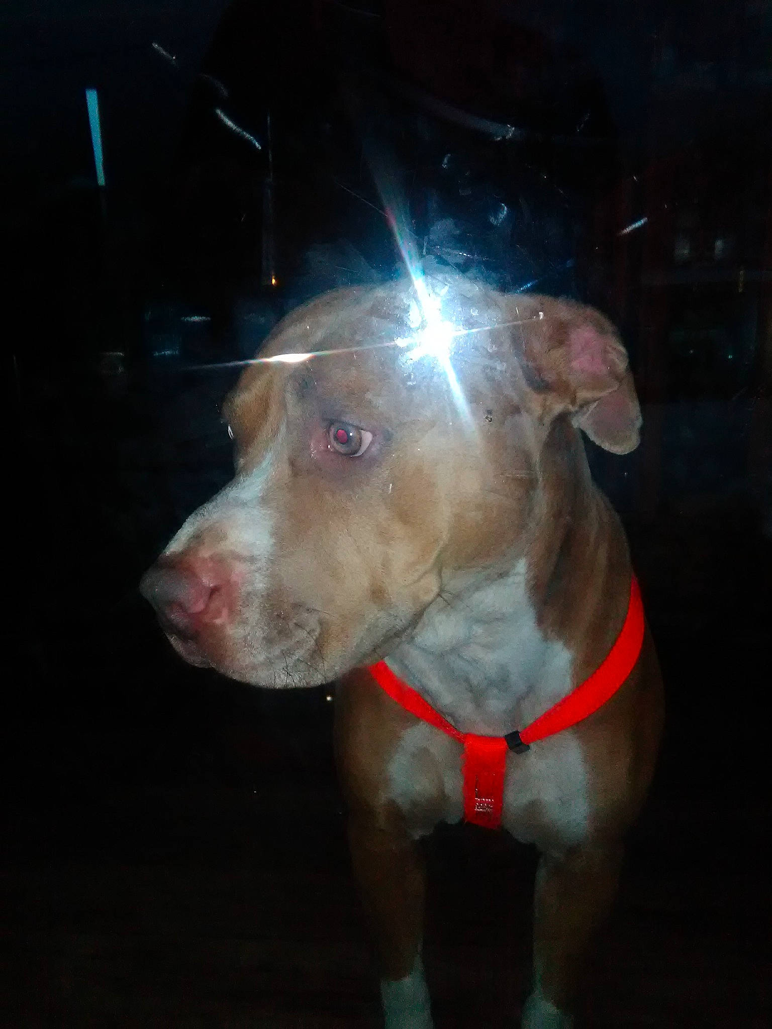 Godric joined the competition — help win amazing prizes! canidae, carnivore, collar, companion_dog, darkness, dog, dog_breed, dog_collar, dog_supply, ear, fawn, hunting_dog, jaw, liver, night, non_sporting_group, pet_supply, sporting_group, whiskers, working_animal