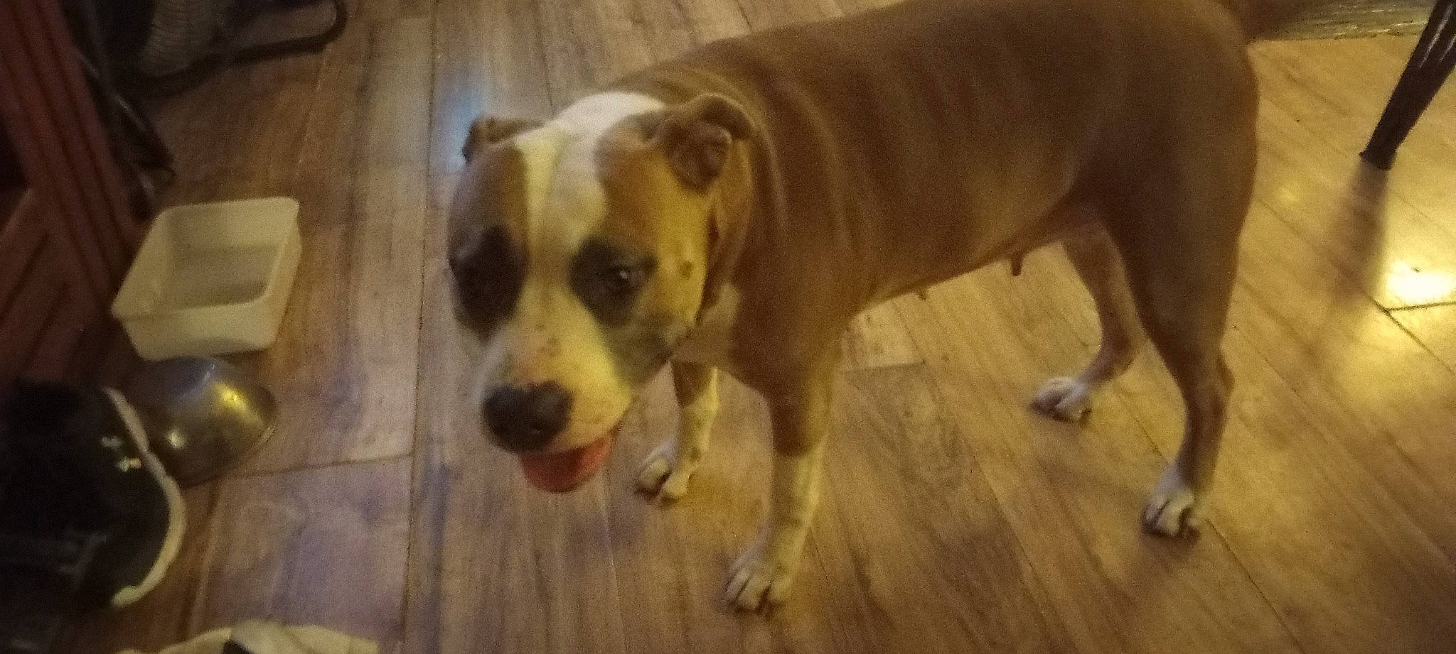 Mercy Lynne joined the competition — help win amazing prizes! canidae, carnivore, companion_dog, dog, dog_breed, door, fawn, floor, flooring, hardwood, non_sporting_group, plank, snout, sporting_group, tail, varnish, whiskers, wood, working_animal, working_dog