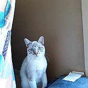 Danny is registered to the contest to win money with this photo: cat, blue_eyes, white_fur, gray_fur, curious, indoor, curtain, cushion, beige_wall, pet, animal, sitting, whiskers, soft_light, floor, domestic_cat, feline, quiet, home_interior, still_life
