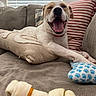 dog, pet, animal, smiling, happy, sitting, lying_down, tongue, open_mouth, face, portrait, couch, sofa, pillows, blanket, indoor, home, living_room, dog_toy, relaxed