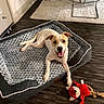 Tommy is registered to the contest to win money with this photo: dog, puppy, pet, animal, white_and_brown, smiling, open_mouth, lying_down, dog_bed, blanket, toy, plush_toy, indoor, living_room, wood_floor, rug, furniture, portrait, happy, playful