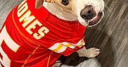 Tommy joined the competition — help win amazing prizes! dog, puppy, pit_bull, pet, animal, sitting, floor, indoor, red_jersey, sports_jersey, football, white_fur, tan_fur, portrait, looking_at_camera, playful, cute, collar, wood_floor, home