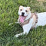 Tommy is registered to the contest to win money with this photo: dog, canine, pet, white_dog, tan_markings, grass, outdoors, garden, harness, leash, lying_down, sitting, happy, smiling, tongue_out, open_mouth, portrait, animal, sunlight, lawn