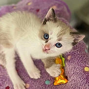 Tsireya is registered to the contest to win money with this photo: kitten, cat, pet, blue_eyes, white_fur, soft_texture, purple_blanket, toy, paws, close_up, portrait, cute, indoor, polka_dot, young, playful, whiskers, pink_nose, bedding, relaxed