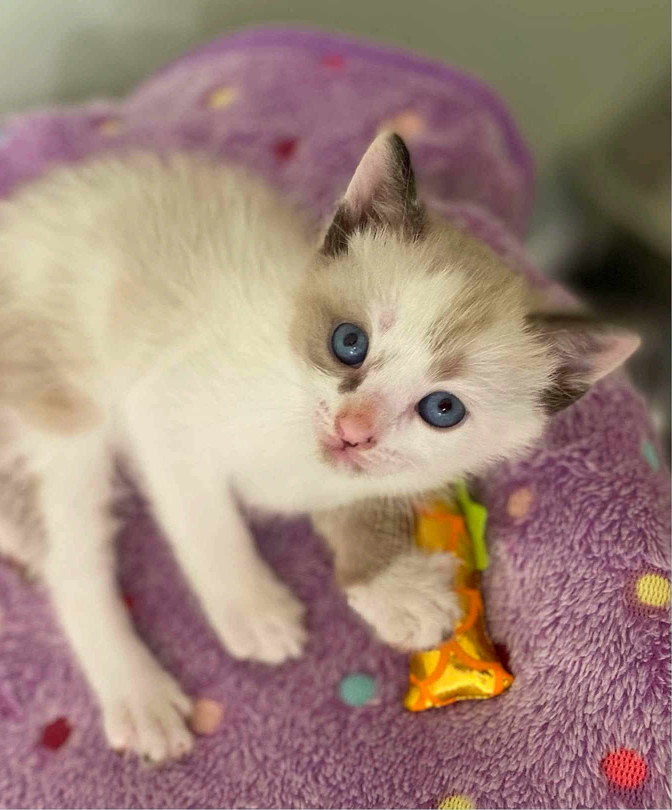 Tsireya is registered to the contest to win money with this photo: kitten, cat, pet, blue_eyes, white_fur, soft_texture, purple_blanket, toy, paws, close_up, portrait, cute, indoor, polka_dot, young, playful, whiskers, pink_nose, bedding, relaxed
