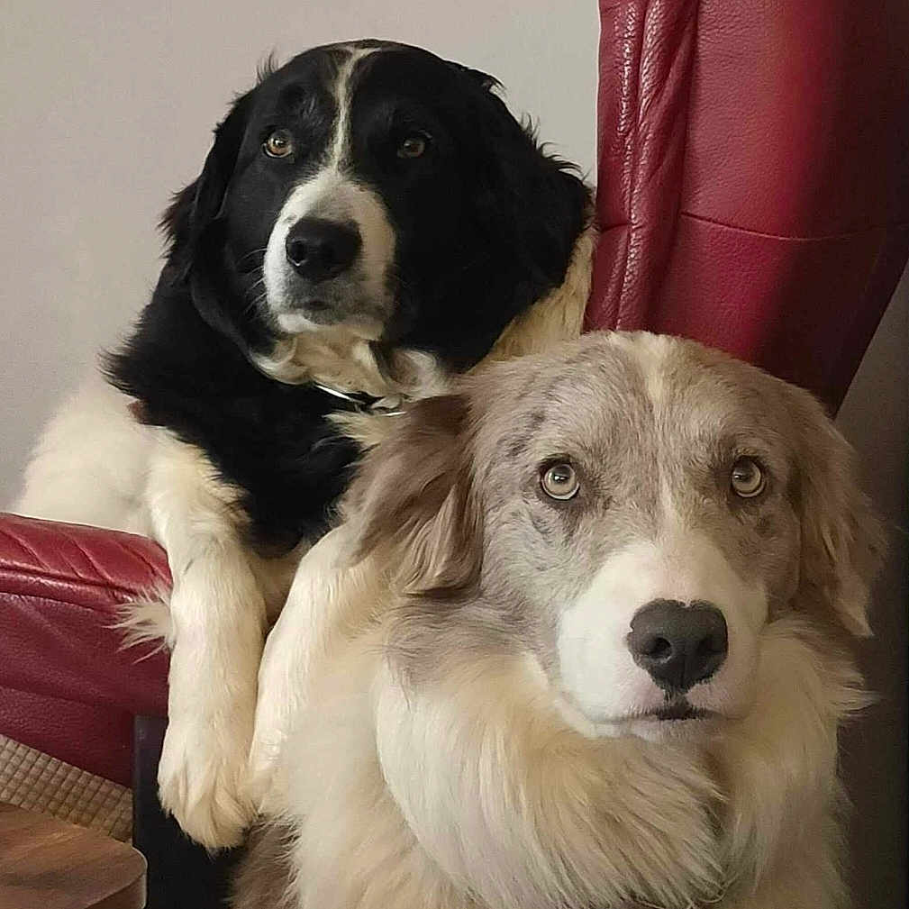 Naywa Et Tenders a rejoint le concours — aidez-le/la à gagner de superbes lots ! dog, pets, indoor, red_chair, fur, cute, animal, companions, portrait, two_dogs, black_and_white_dog, brown_and_white_dog, looking, resting_paws, close_up, furry, domestic, friendship, curious, calm