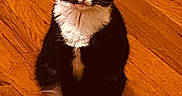 Mini joined the competition — help win amazing prizes! animal, black_and_white, black_fur, cat, cute, ears, eyes, feline, hardwood, home, indoors, orange_tone, pet, portrait, sitting, tuxedo_cat, whiskers, white_chest, white_paws, wooden_floor