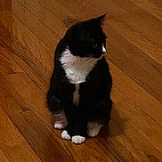 Mini is registered to the contest to win money with this photo: animal, black_and_white, black_fur, cat, cute, domestic_animal, ears, eyes, fur, hardwood, house_cat, indoors, paws, pet, portrait, sitting, tuxedo_cat, whiskers, white_chest, wooden_floor