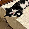 Mini is registered to the contest to win money with this photo: animal, bicolor, black_and_white, blep, cat, dining_table, ears, feline, fur, home, indoor, lying_down, pet, pink_nose, relaxed, sleepy, tablecloth, tiled_floor, whiskers, wooden_chairs