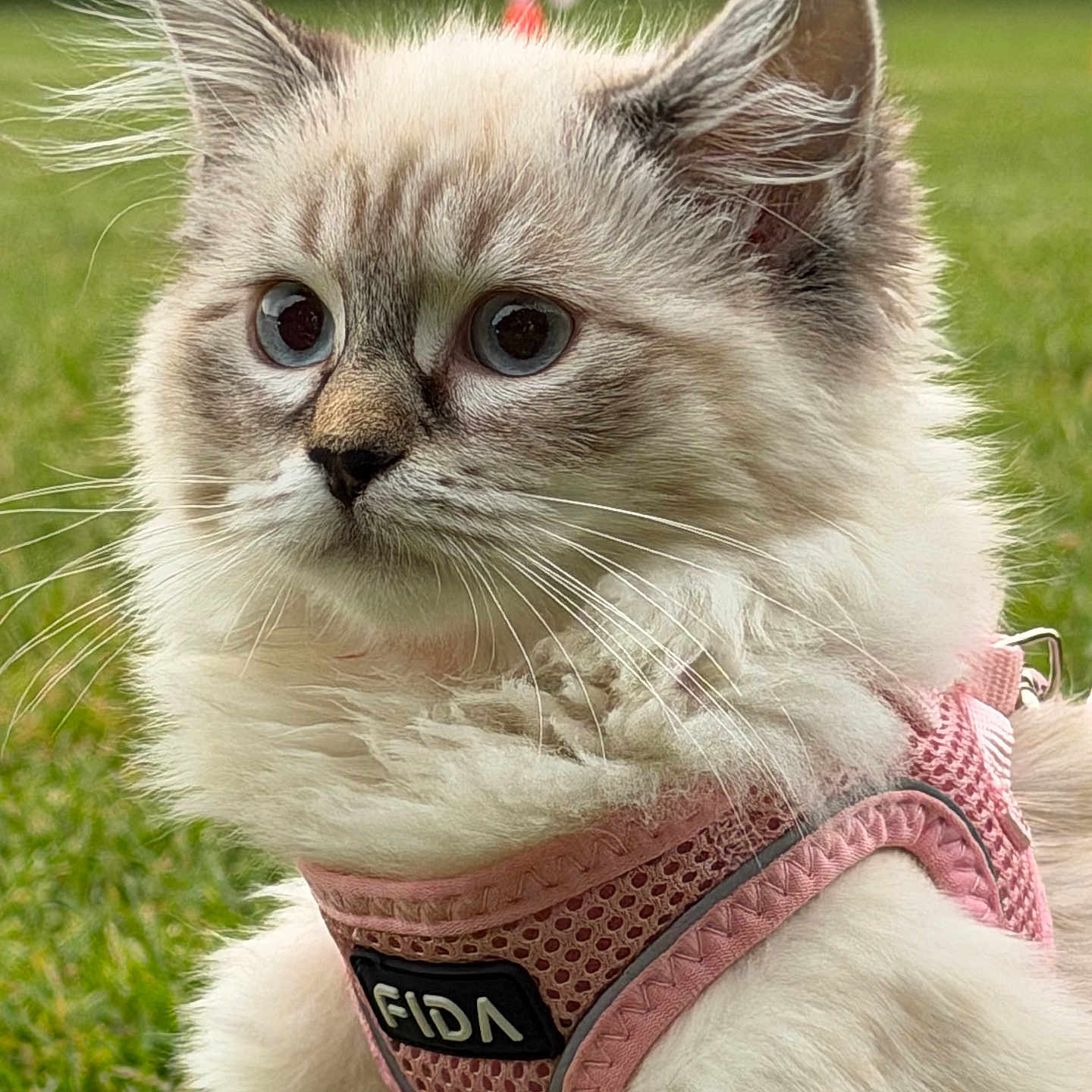 Lulu