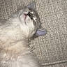 Lulu is registered to the contest to win money with this photo: cat, kitten, fluffy, gray_and_white, sleeping, relaxed, lying_down, couch, sofa, furry, whiskers, pink_nose, ears, close_up, indoor, pet, cute, calm, portrait, nap